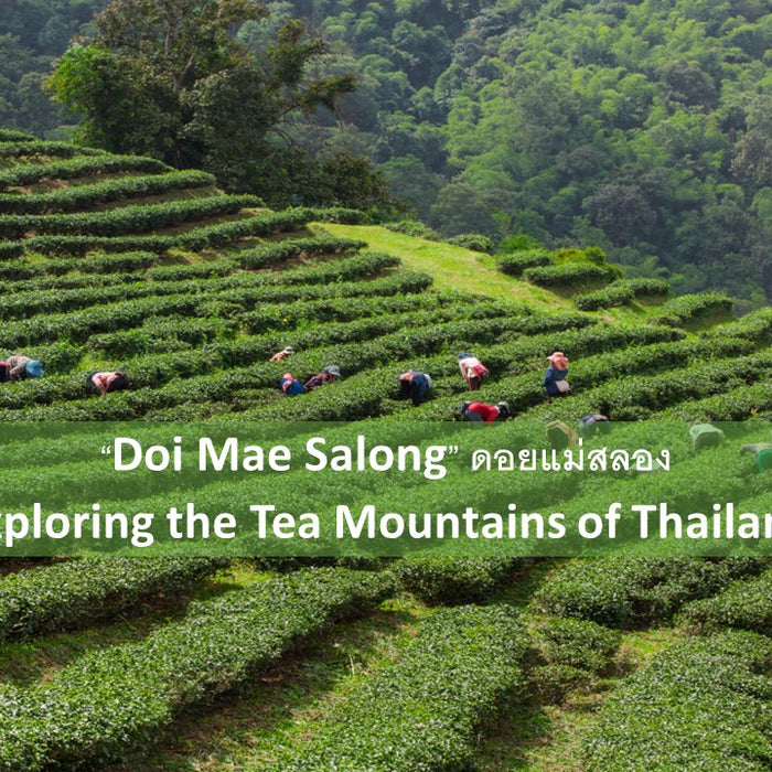 Exploring the Tea Mountains of “Doi Mae Salong” Thailand “ดอยแม่สลอง” แหล่งปลูกชาที่กว้างใหญ่และมีชื่อเสียงของไทย