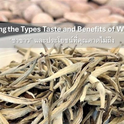  “ชาขาว” Exploring the Types Taste and Benefits of White Tea พาคุณมารู้จักกับ ชาขาว และคุณประโยชน์ที่คาดไม่ถึง