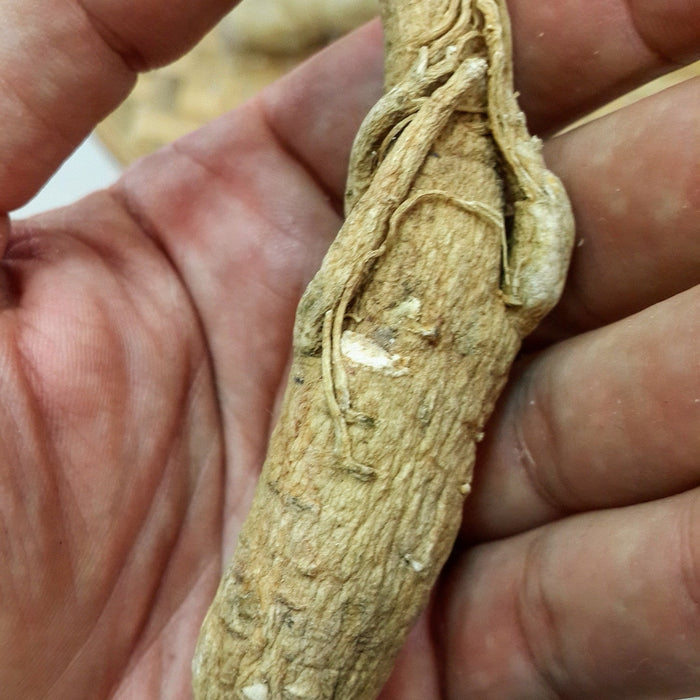  Organic Ruby Oolong Ginseng Tea - ชาโสม/ชาอู่หลงแดง