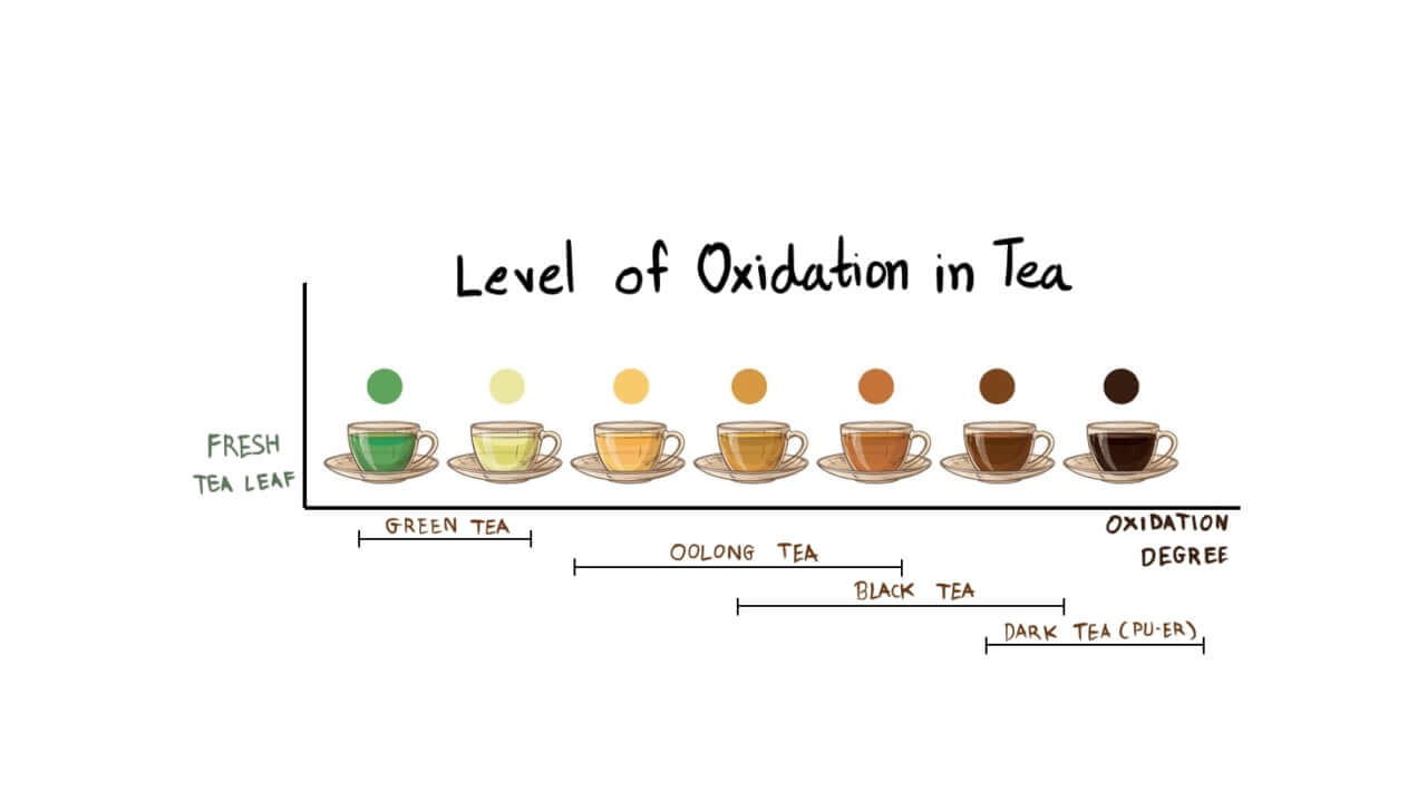 Tea Levels กระบวนการออกซิเดชั่นในชา (Tea Oxidation): ชาเขียว ชาดำ และชาอู่หลง ควา ...